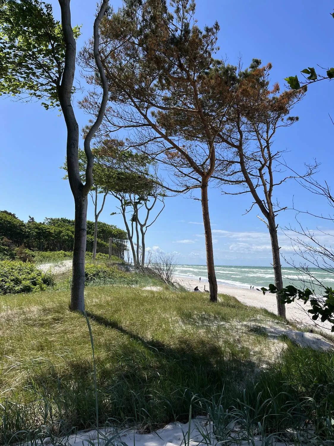 Vom Wind gebeugte Bäume auf der Düne, dahinter Strand und Meer