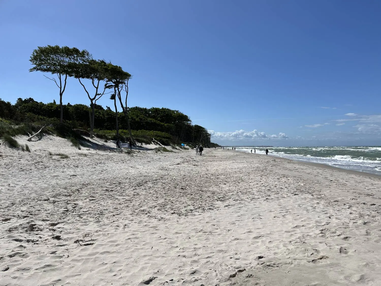Weiter Sandstrand mit windgebeugten Bäumen am Weststrand
