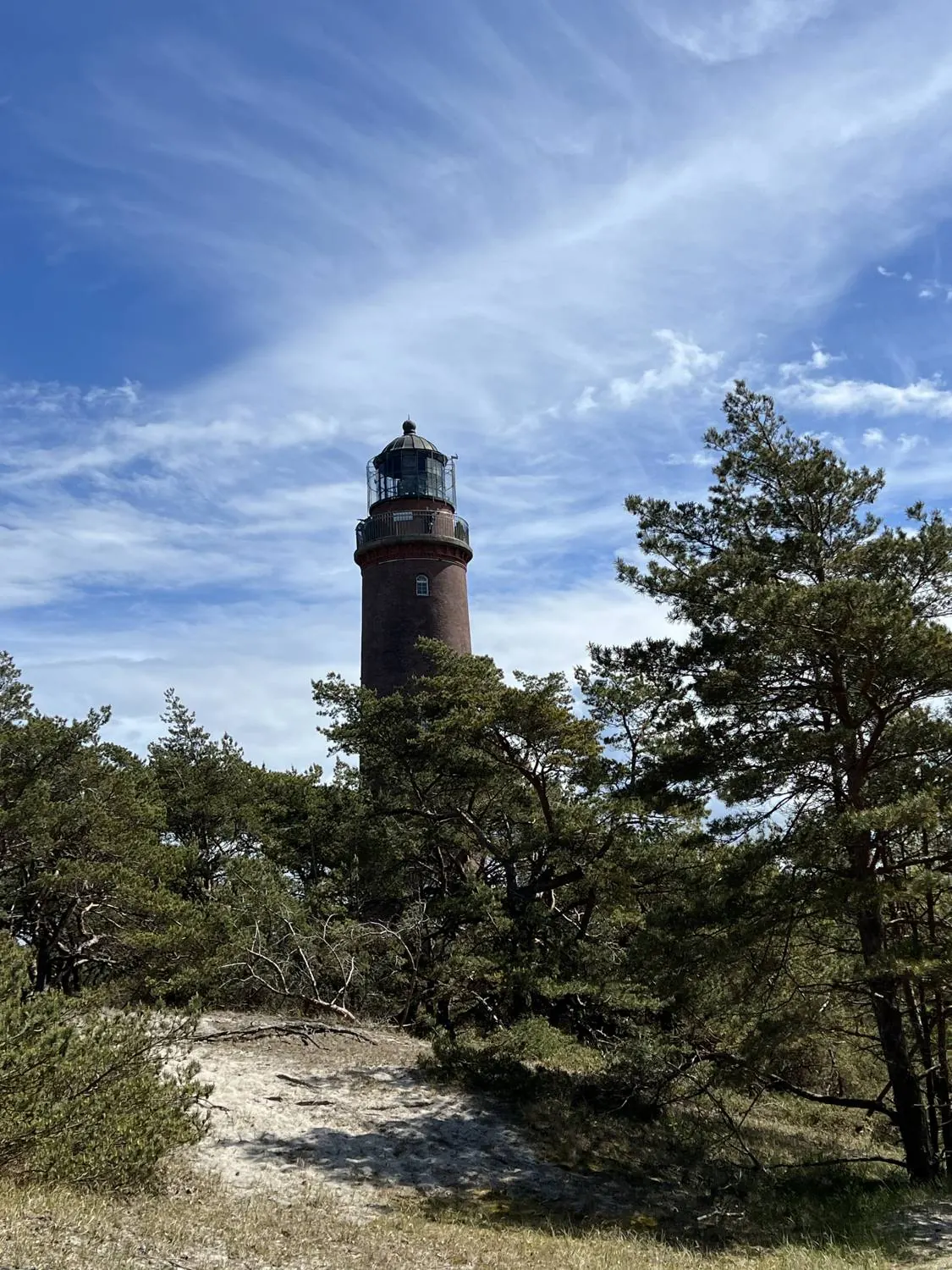 Der Leuchtturm Darßer Ort hinter Kiefern