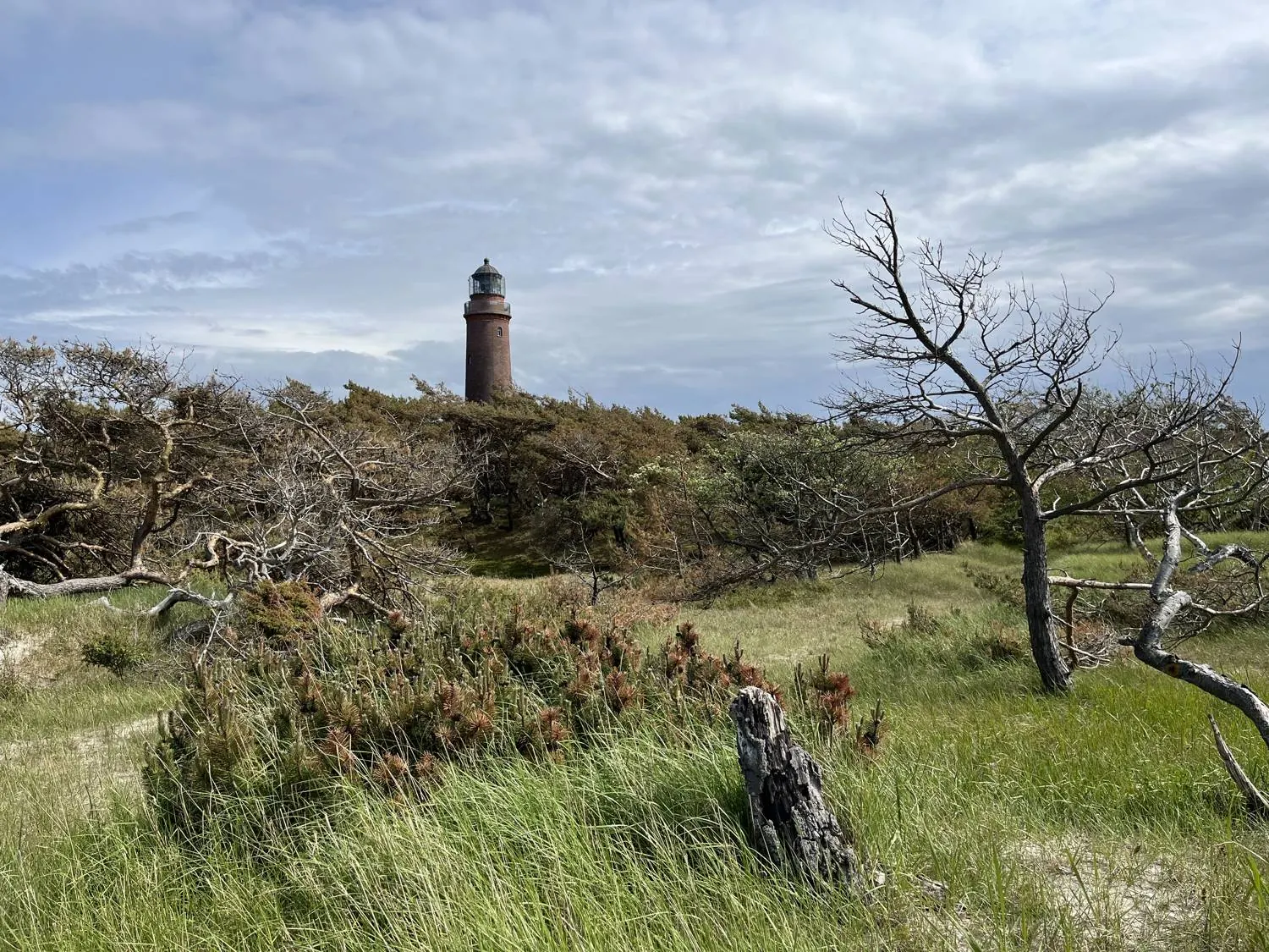 Der Leuchtturm hinter windzerzausten Bäumen und Dünengras