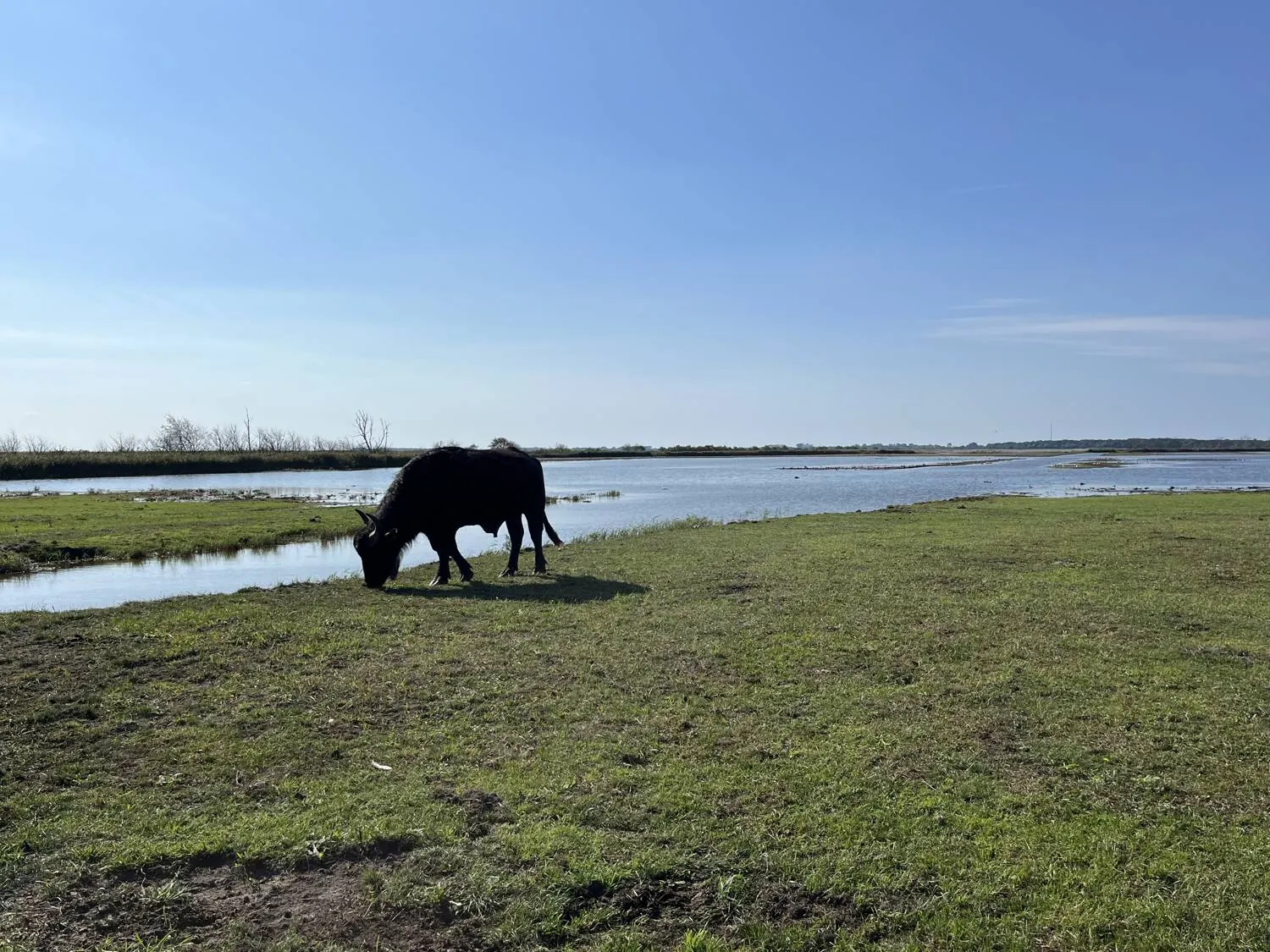 Ein Wasserbüffel grast am Ufer des Boddens